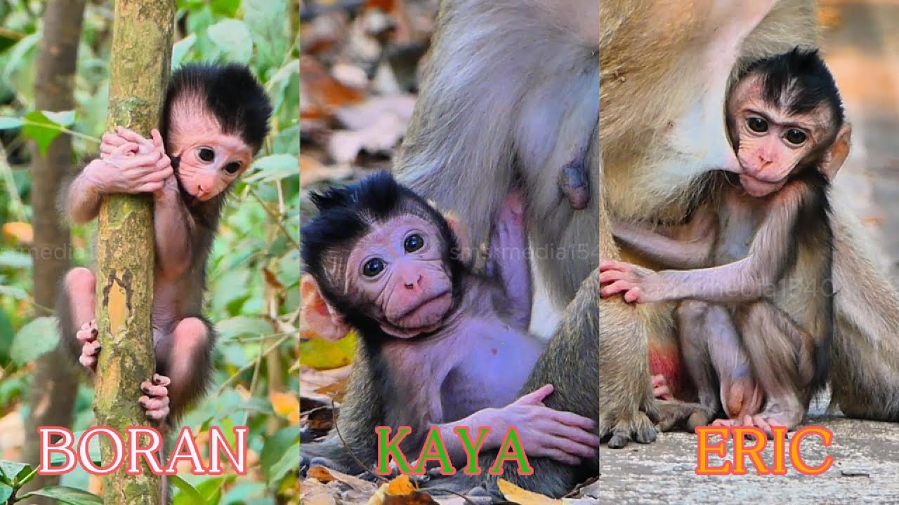 Lovely Scene Collection! Cute baby monkeys, | smsrmedia1540|