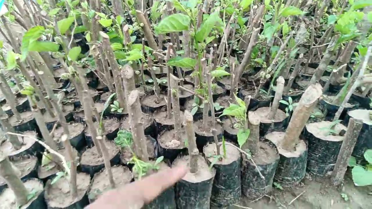 Mulberry plant #brazilian #mulberry #plant #mulberry #plants शहतूत का पौधा #ब्राजील #शहतूत #पौधा #श