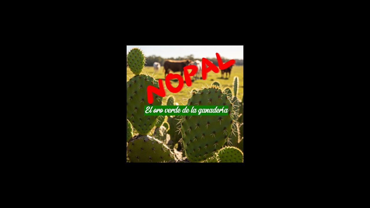 Nopal, oro verde de la ganadería