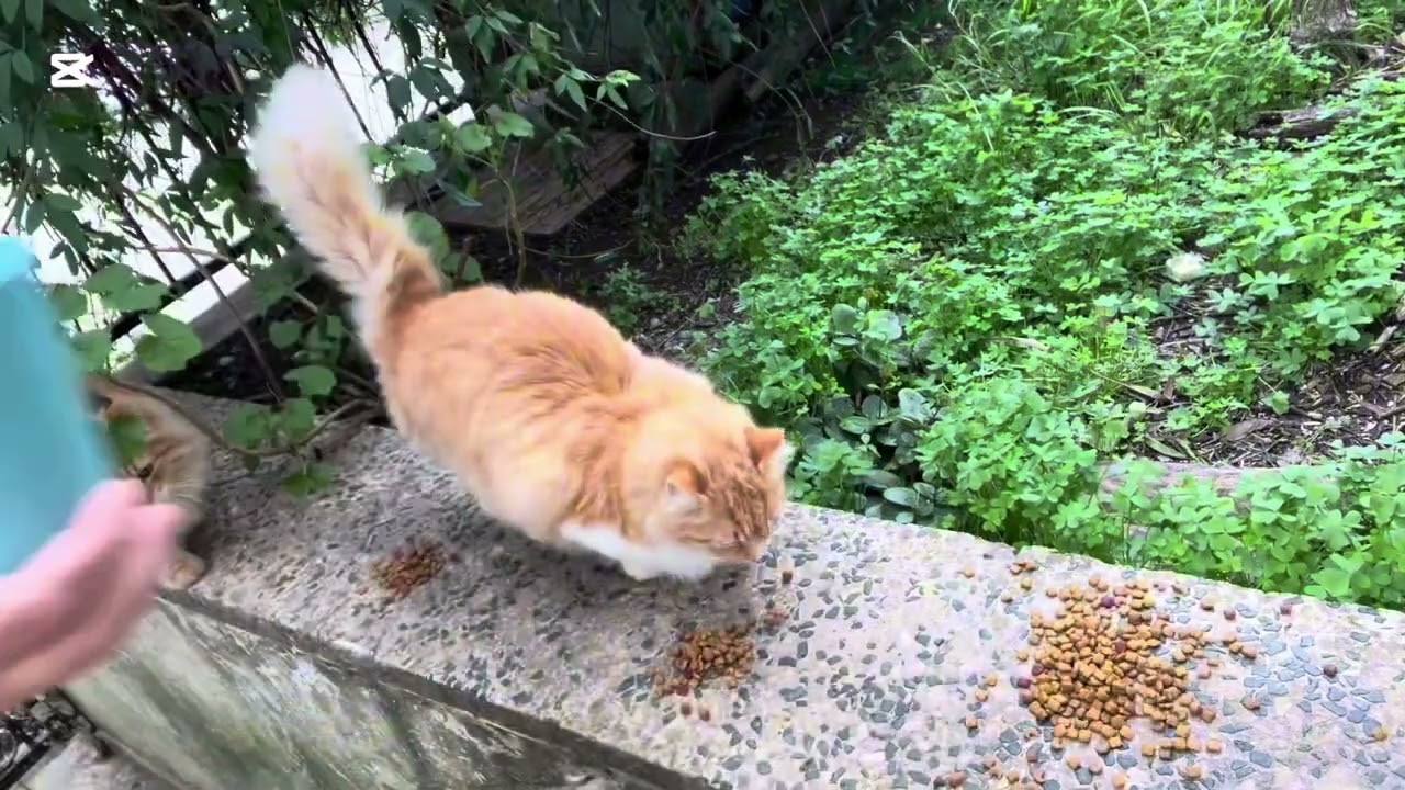 7 kedili evde sıradan bir gün🐾 #cat #catlife #kitten #catlover#animals 