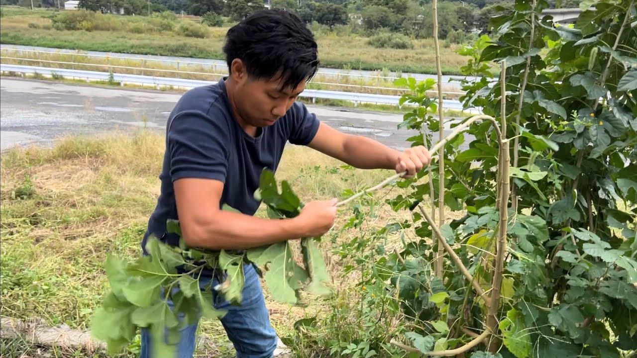 リクガメの餌代を０円にする方法
