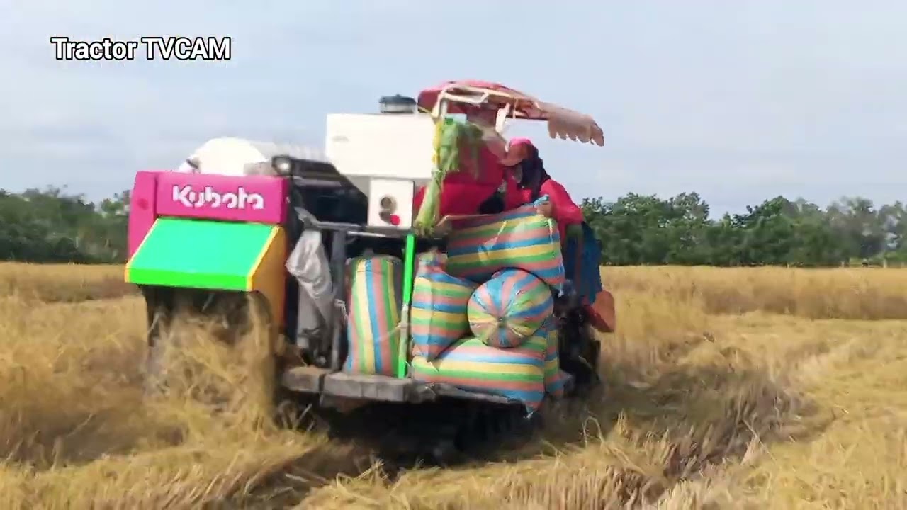 Incredible Kubota Pink DC 70Pro Harvesting Rice Field!