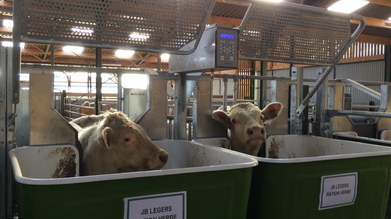 Quand la mangeoire p&egrave;se ce que le bovin mange