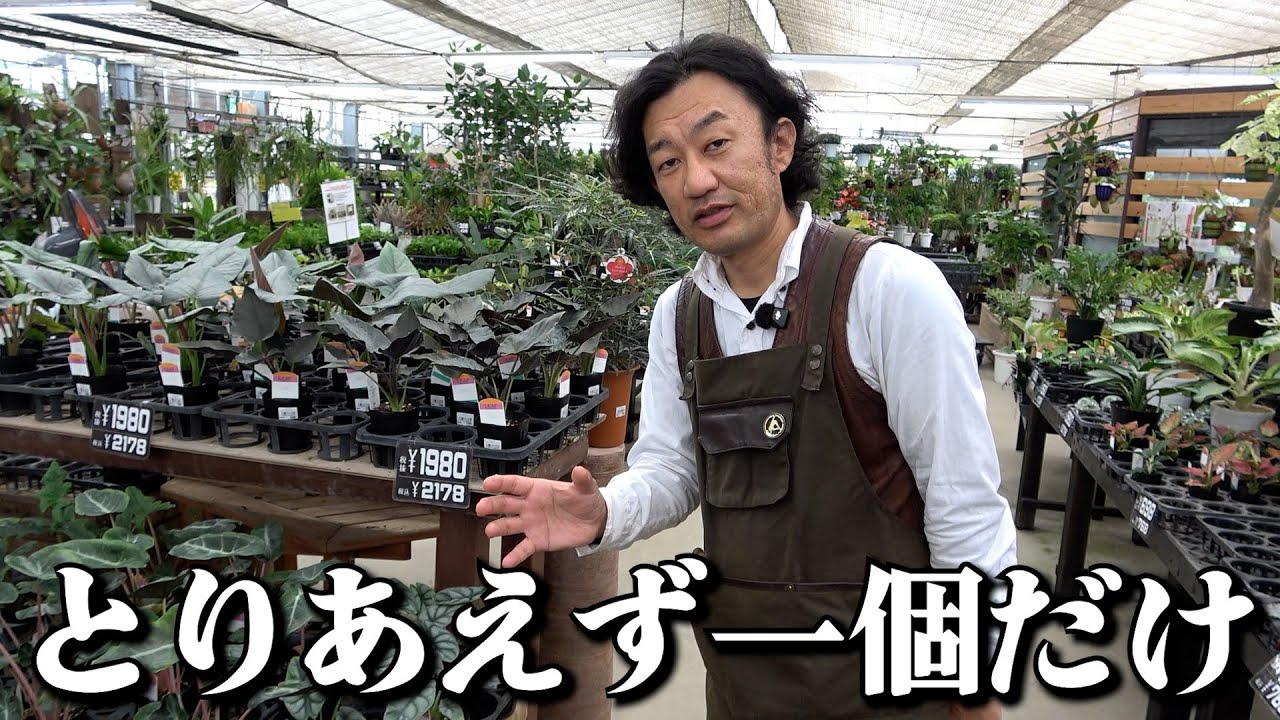 【買い物情報】観葉植物を買うと人生変わります【カーメン君】【園芸】【ガーデニング】