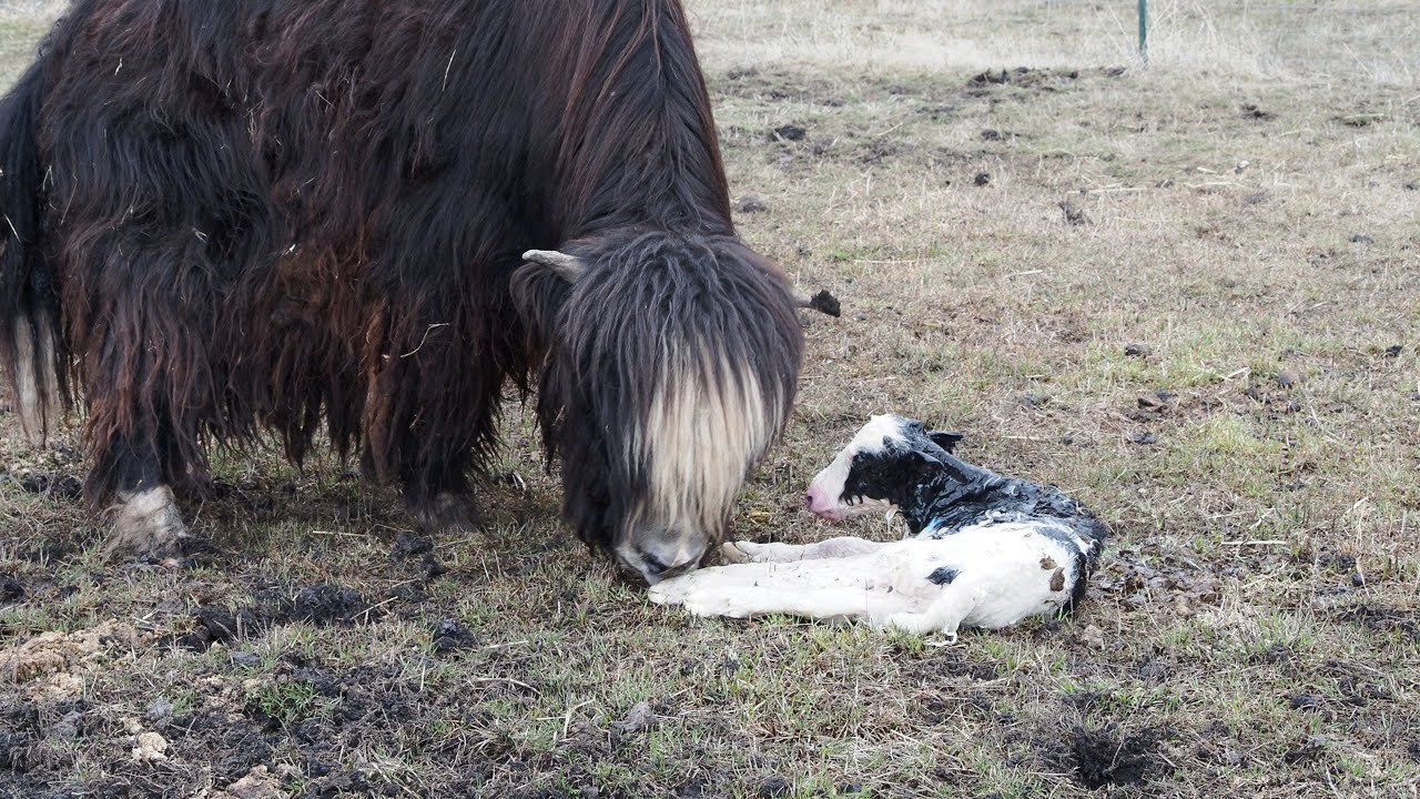 Meet the Newest Addition to Our Yak Family: First Calf of 2025!