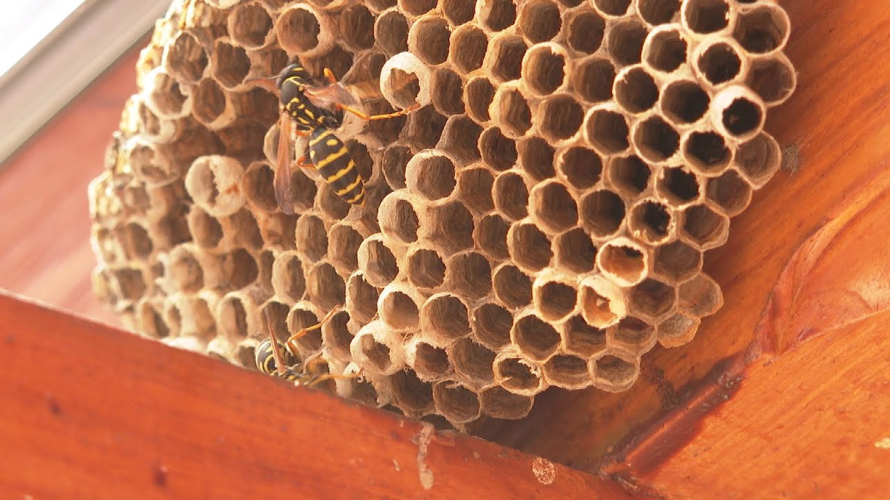 Veszélyes is  lehet a darázscsípés!