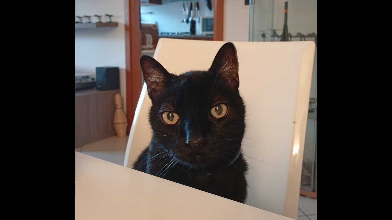 Piumino, il mio fratellino quasi umano