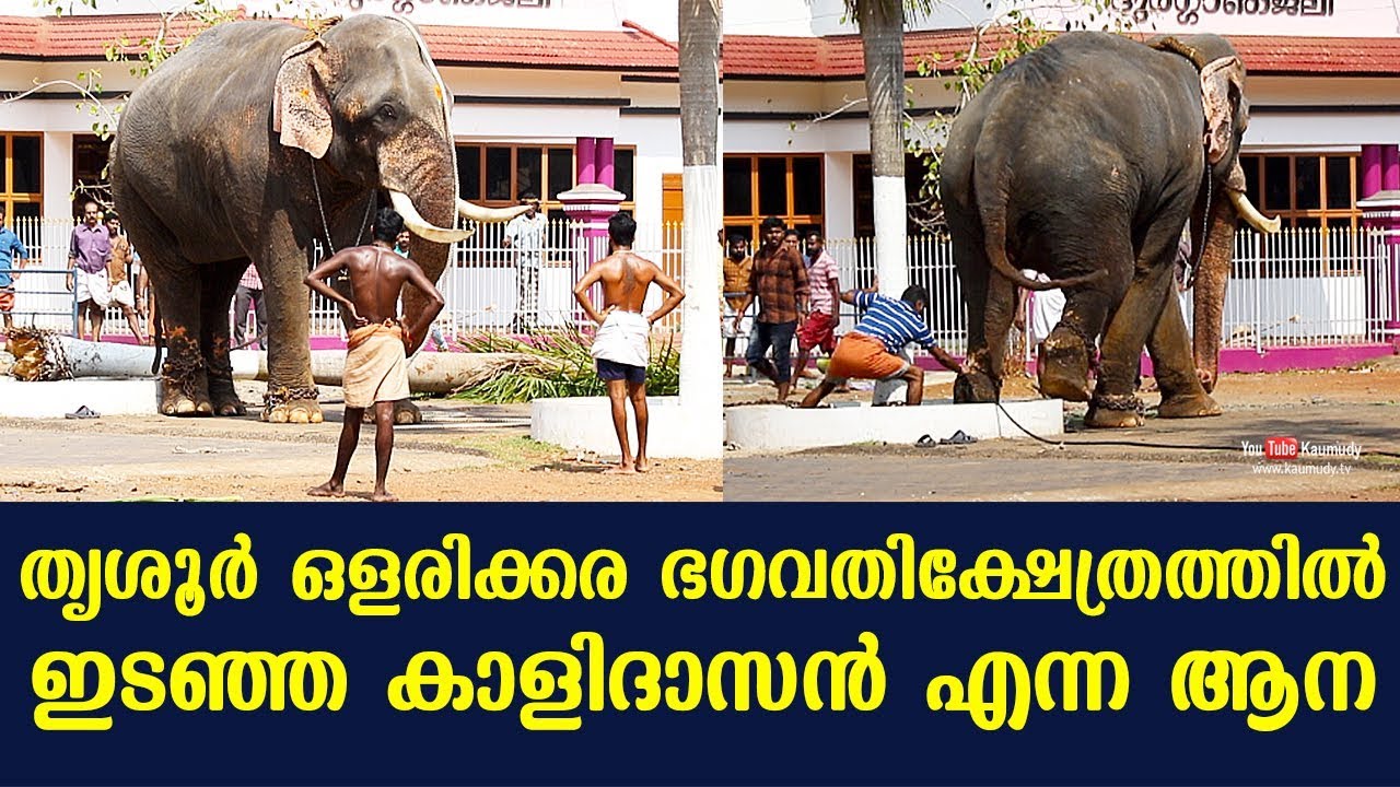 Kalidasan, the elephant that went wild at the Olarikkara Bhagawathy Temple in Thrissur