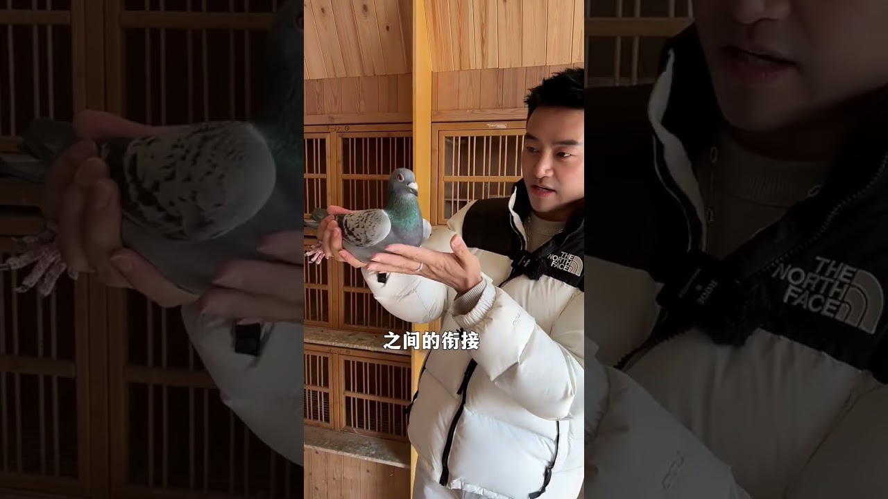 【长江鸽业专访/陈凌霄】中国赛鸽界顶级一线玩家〈种鸽篇〉