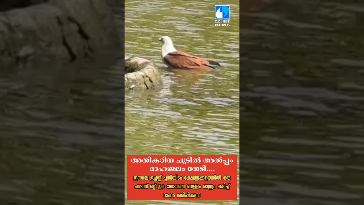 അതികഠിന ചൂടിൽ അൽപ്പം ദാഹജലം തേടി....