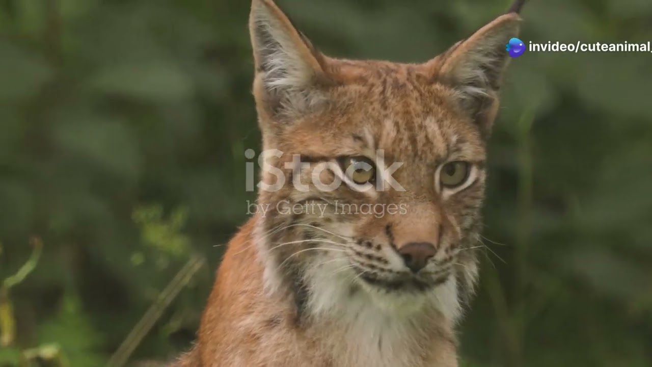 Mountain Marvels: Wildlife of Hungary&rsquo;s Carpathian Mountains #cuteanimal #animalsasia