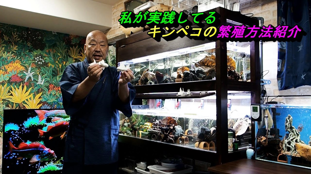 我が家のキンペコ繁殖方法を紹介します。