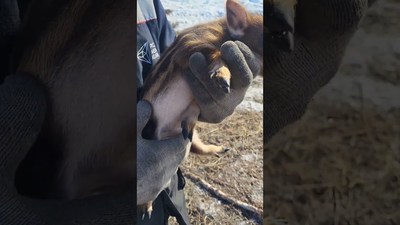 Как же растут дикие поросята 🐷 🤔 #жизньвдеревне #экоферма #дикийкабан #дикиепоросята #откормсвиней
