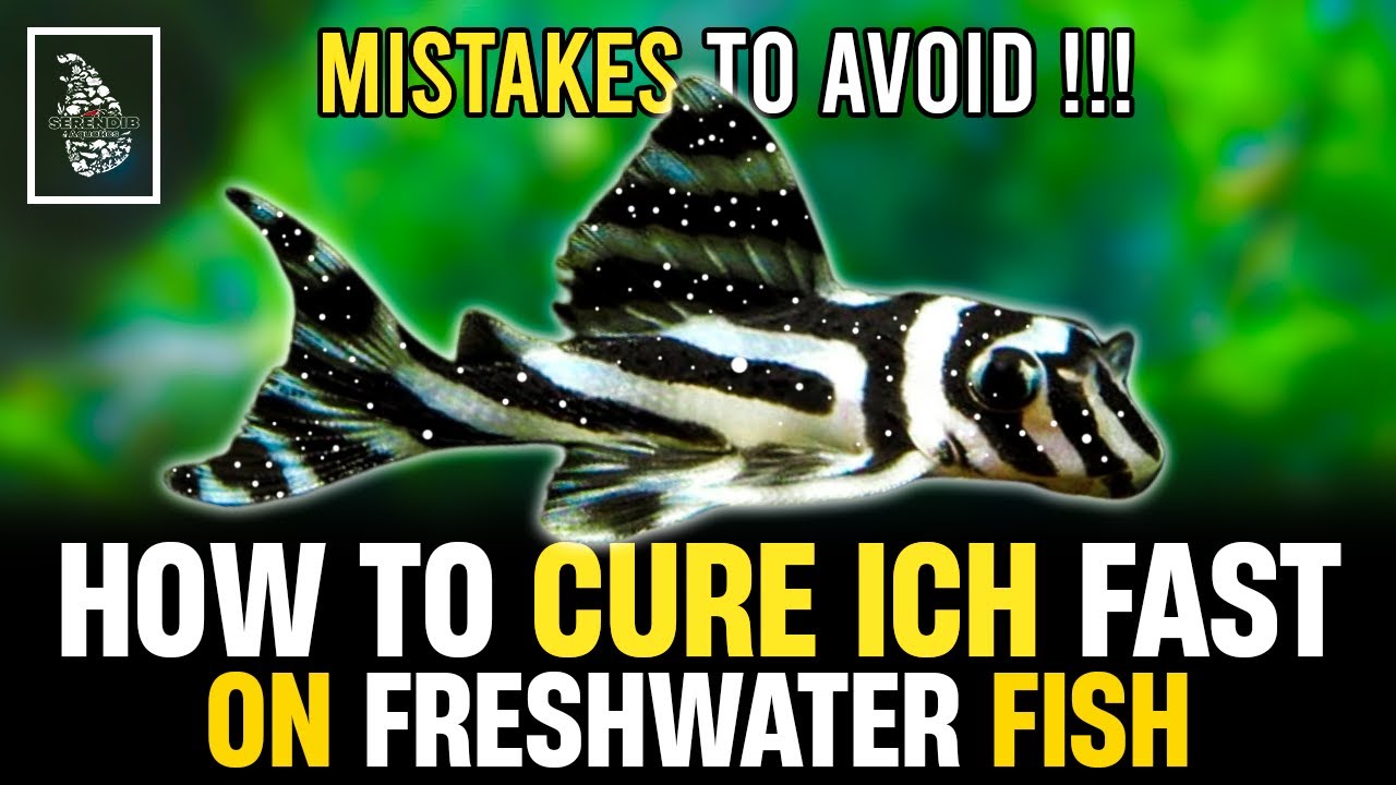 HOW TO CURE WHITE SPOT ON FISH ✅ | BEST ICH TREATMENT GUIDE | Serendib Aquatics