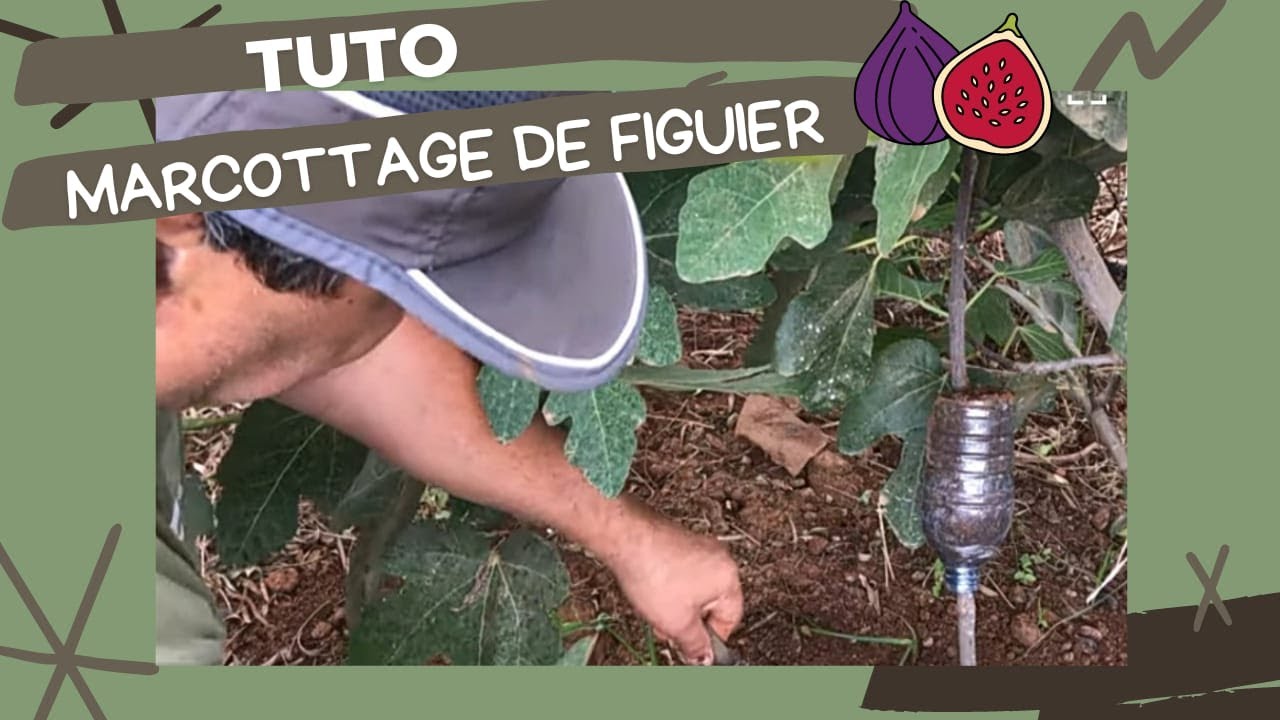 Marcottage de figuier