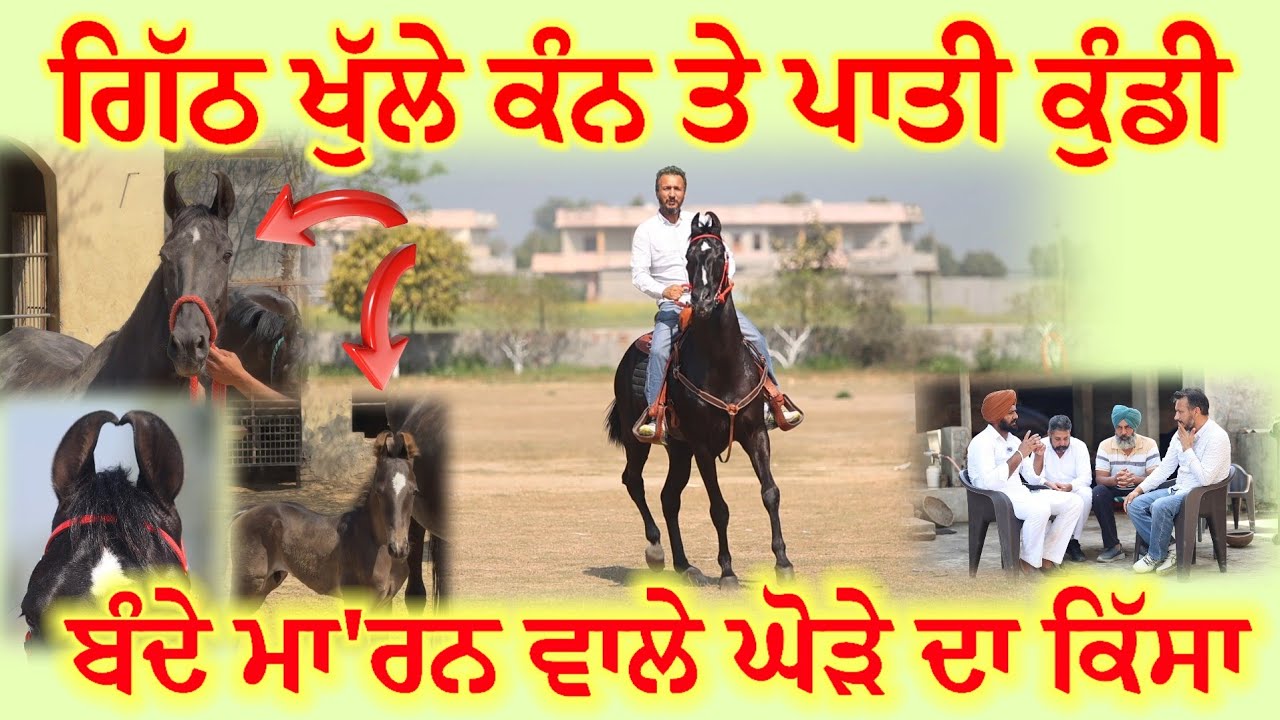 ਗਿੱਠ ਖੁੱਲੇ ਕੰਨਾਂ ਤੇ ਕੁੰਡੀ ਪਾਉਣੀ ਹੋਗੀ ਸੌਖੀ,,, ਸੁਣੋ ਬੰਦੇ ਮਾ'ਰਨ ਵਾਲੇ ਘੋੜੇ ਦਾ ਕਿੱਸਾ 
