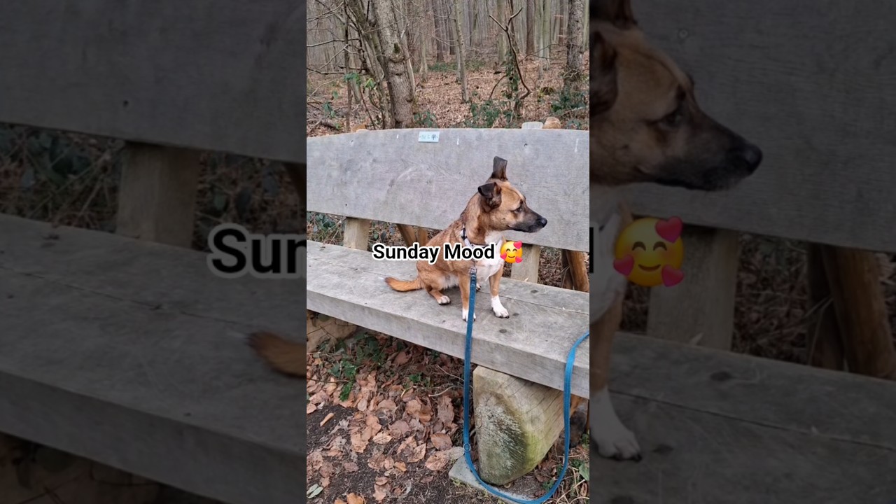 Walk Dog 🥰 
