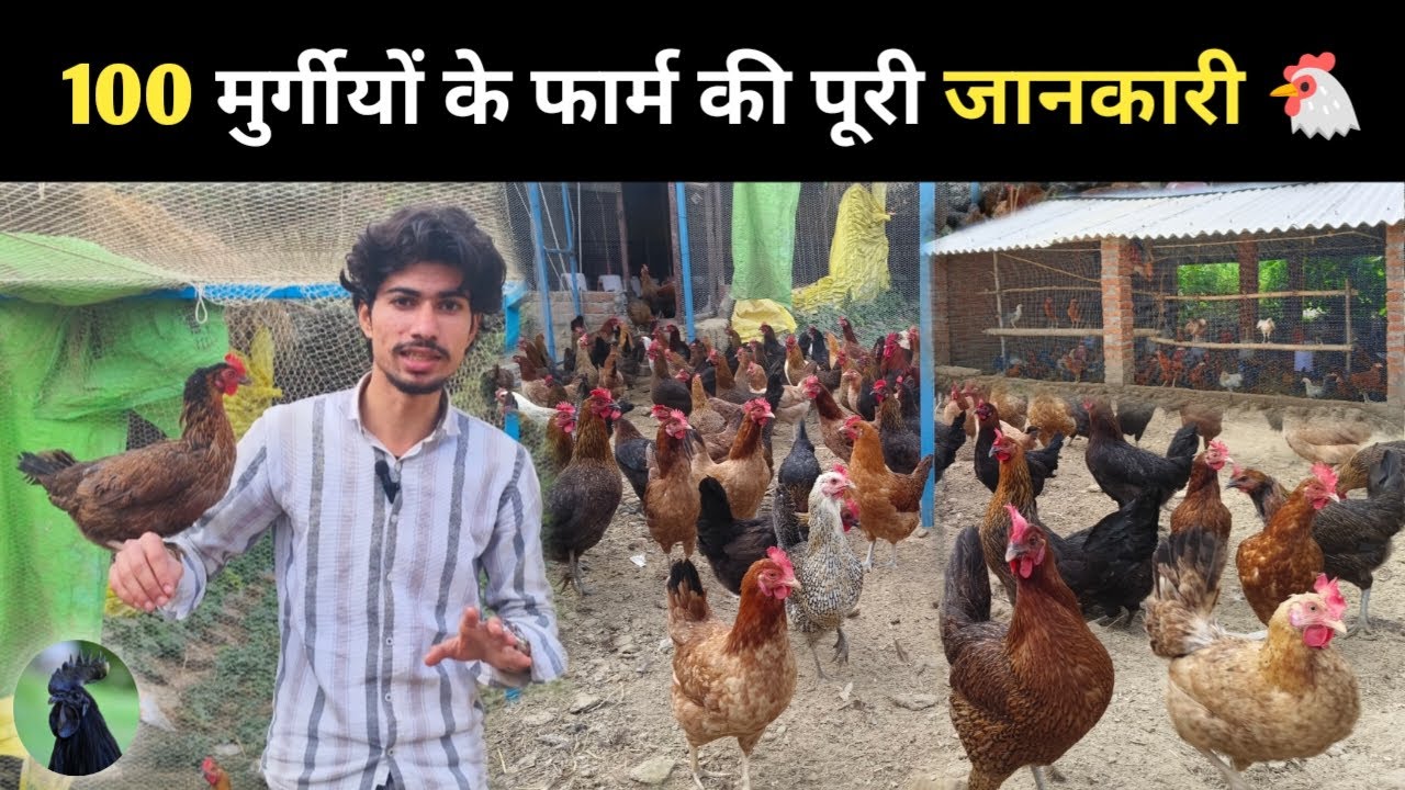 100 देसी मुर्गी का फार्म शुरू करने की पूरी जानकारी 🐔 #100desimurgikafarm #desimurgifarm #murgipalan