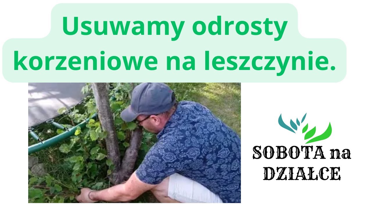 Usuwamy odrosty korzeniowe na leszczynie.