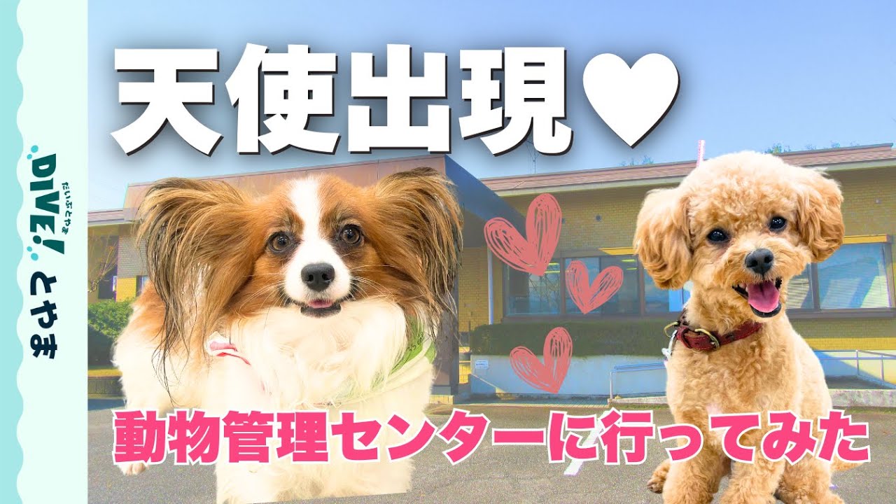 【動物愛護】癒し♡動物管理センターでは、何をしている？