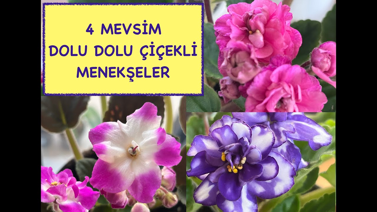 4 ПРИМЕНЕНИЯ ДЛЯ 4 СЕЗОНОВ ЦВЕТЕНИЯ ФИАЛОК