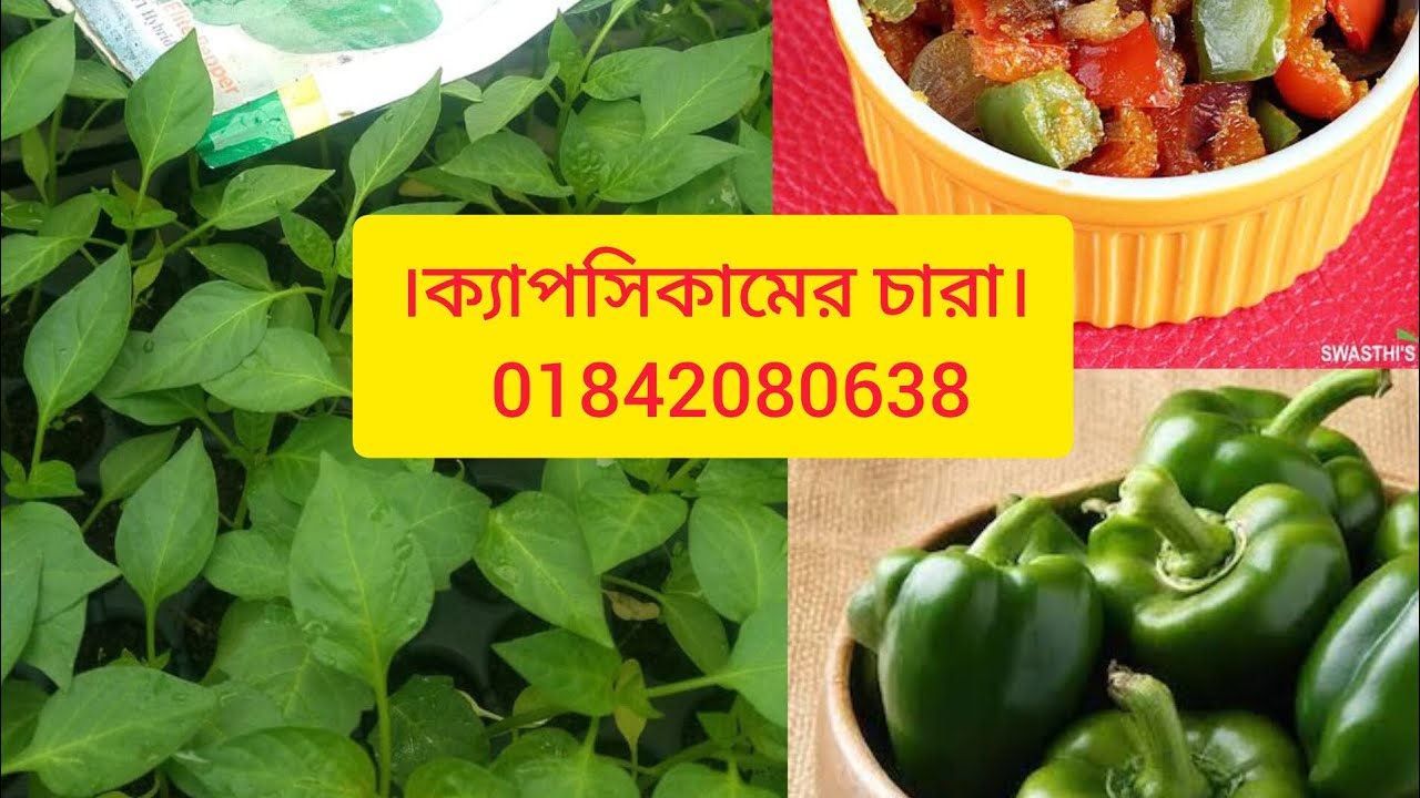 ক্যাপসিকামের চারা বিক্রি চলছে।ফলন ও পুস্টিগুণে অনবদ্য সবজি।01842080638। নার্সারি।চারা।কোকোপিট। 