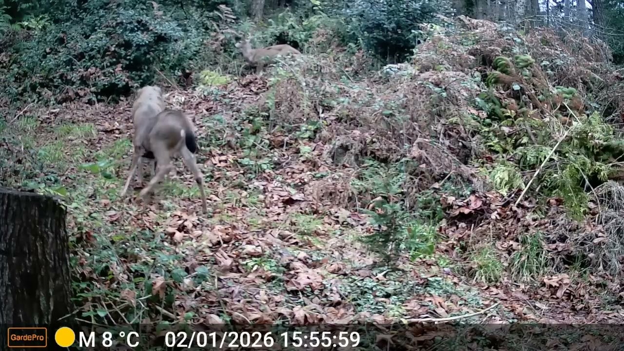 Blacktailed Deer just being Blacktailed Deer