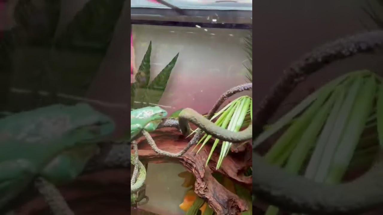 Мои лягушки разорались🙈