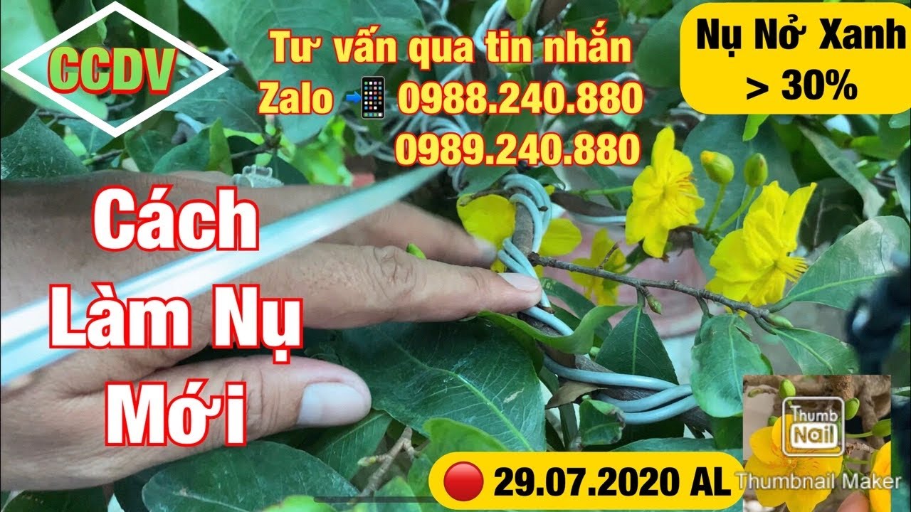 🔴 CCDV # 099. Tư Vấn Xử Lý Mai Vàng Nở Bông Tháng 10 Âm Lịch Tại T. Long An ||CCDV. 16.09.2020