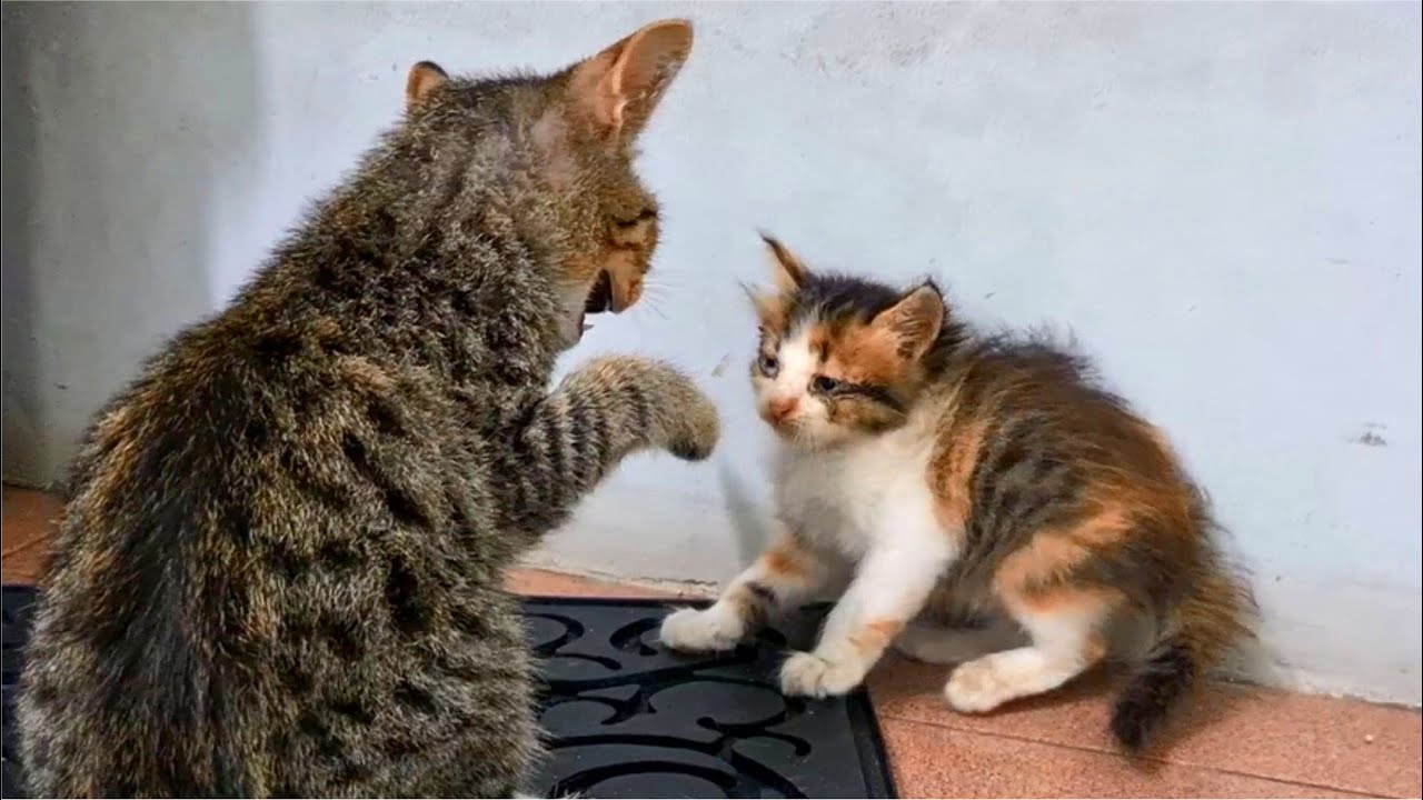Kitten Scared Because Cat Angry & Hissing If Kitten Walk On Cat's Bed