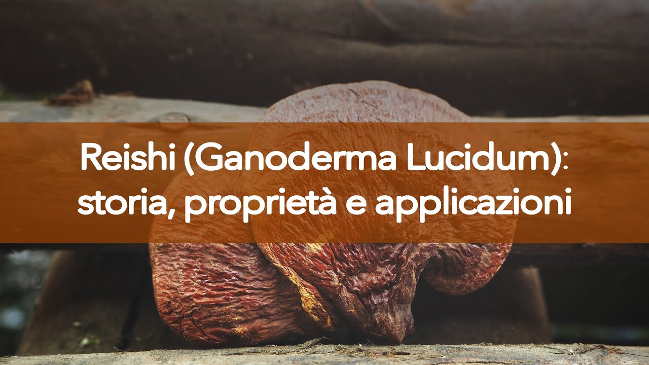 Reishi (Ganoderma Lucidum): storia, proprietà e applicazioni