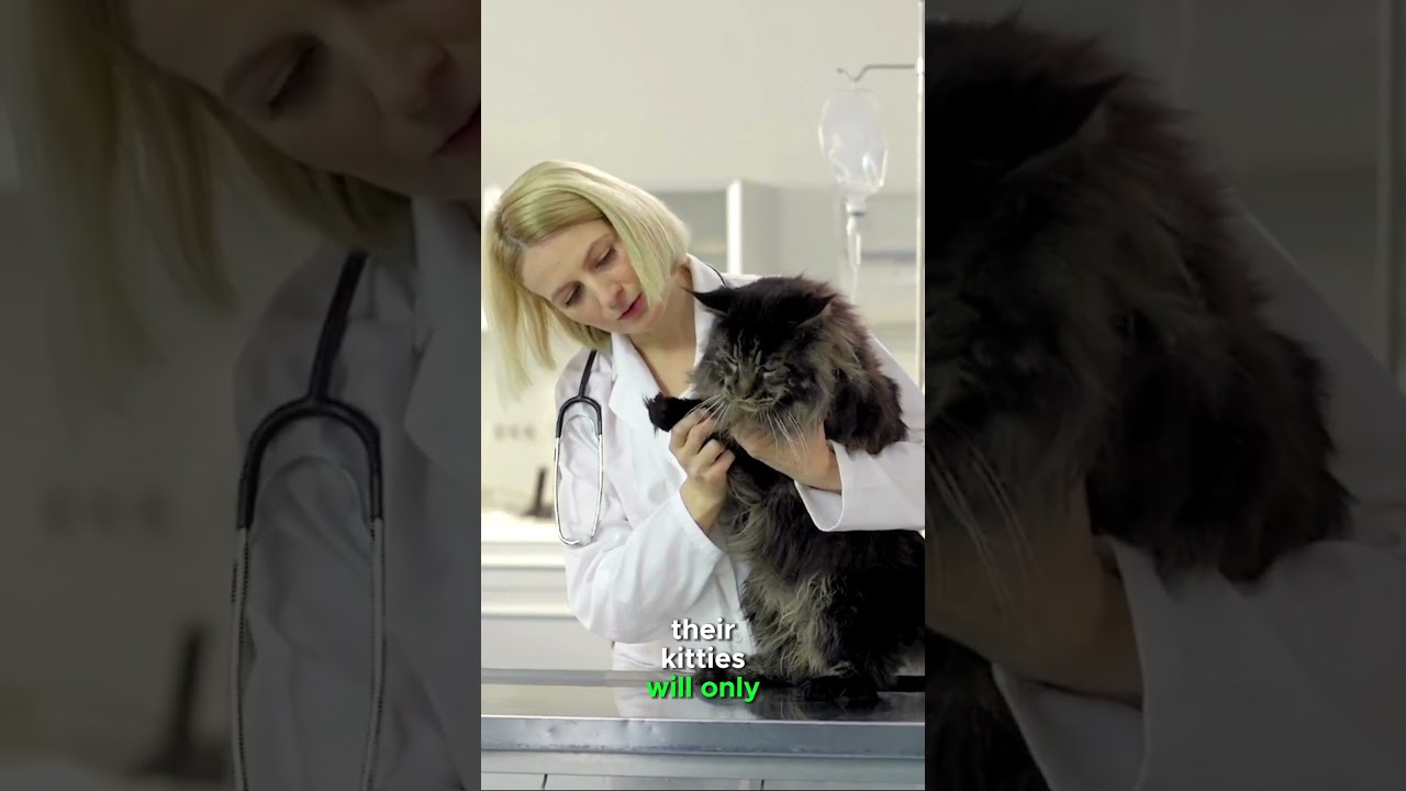 How Old Can Cats Live? | Two Crazy Cat Ladies #cats #catfacts