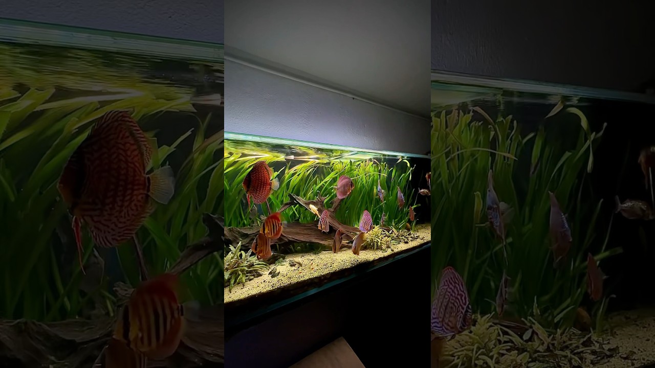Full maintenance day on my 450L planted Discus tank 🌿🐠 