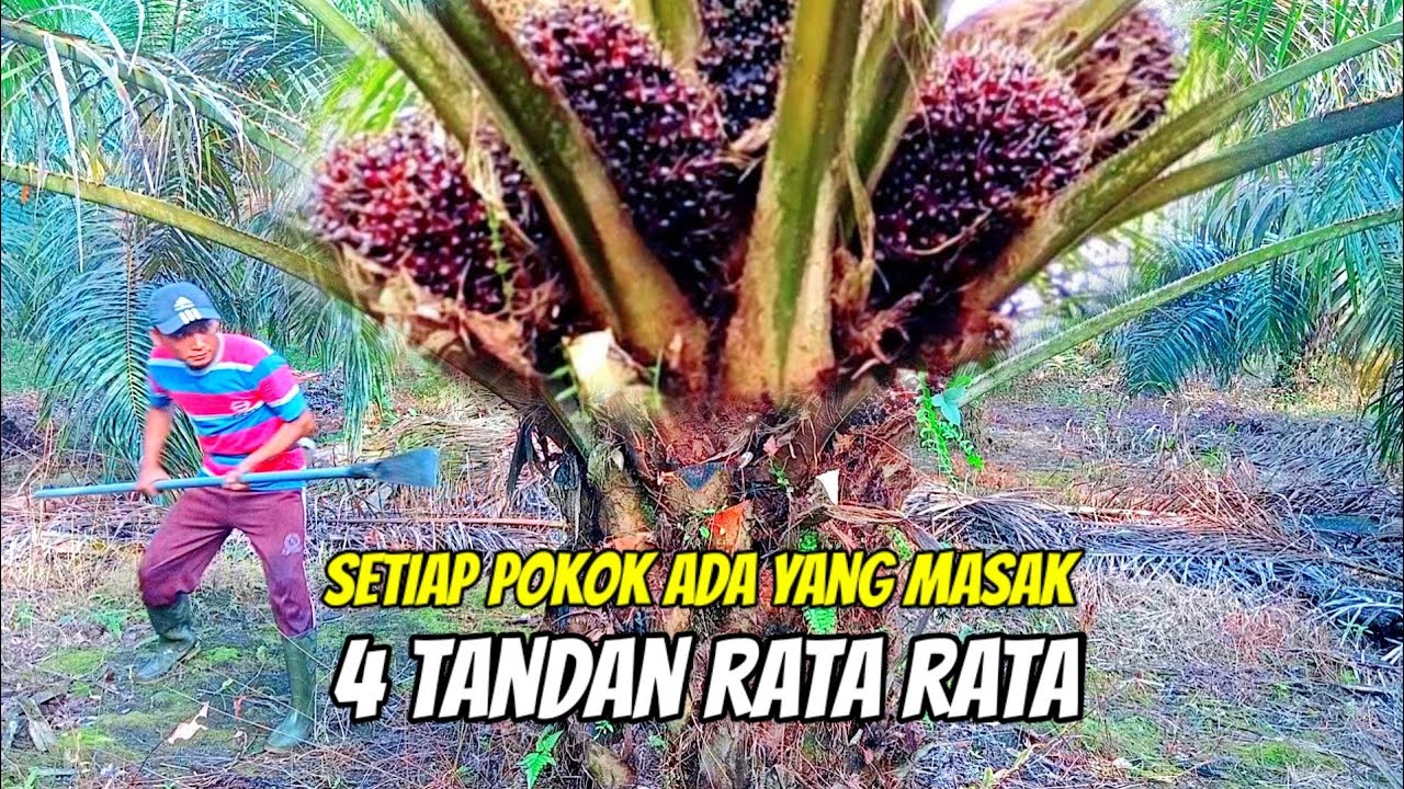 panen sawit unggul DP Sain 1 calabar