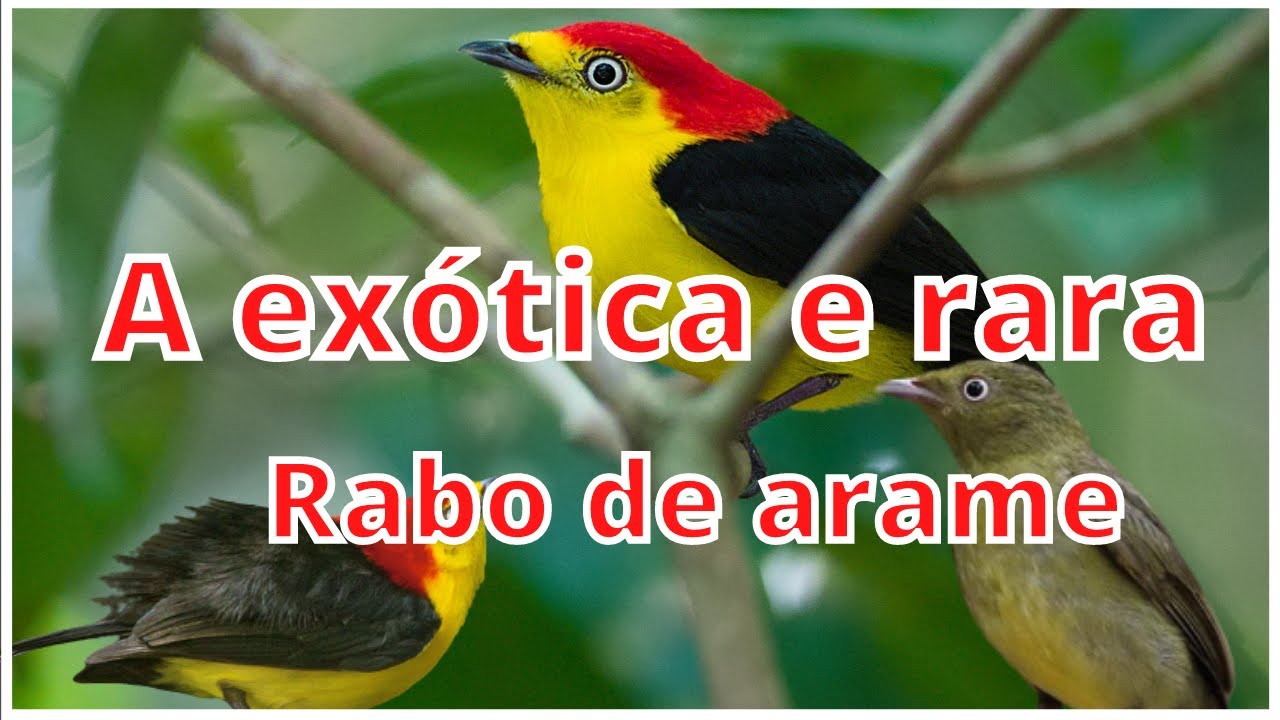 a ex&oacute;tica e rara -  rabo de arame