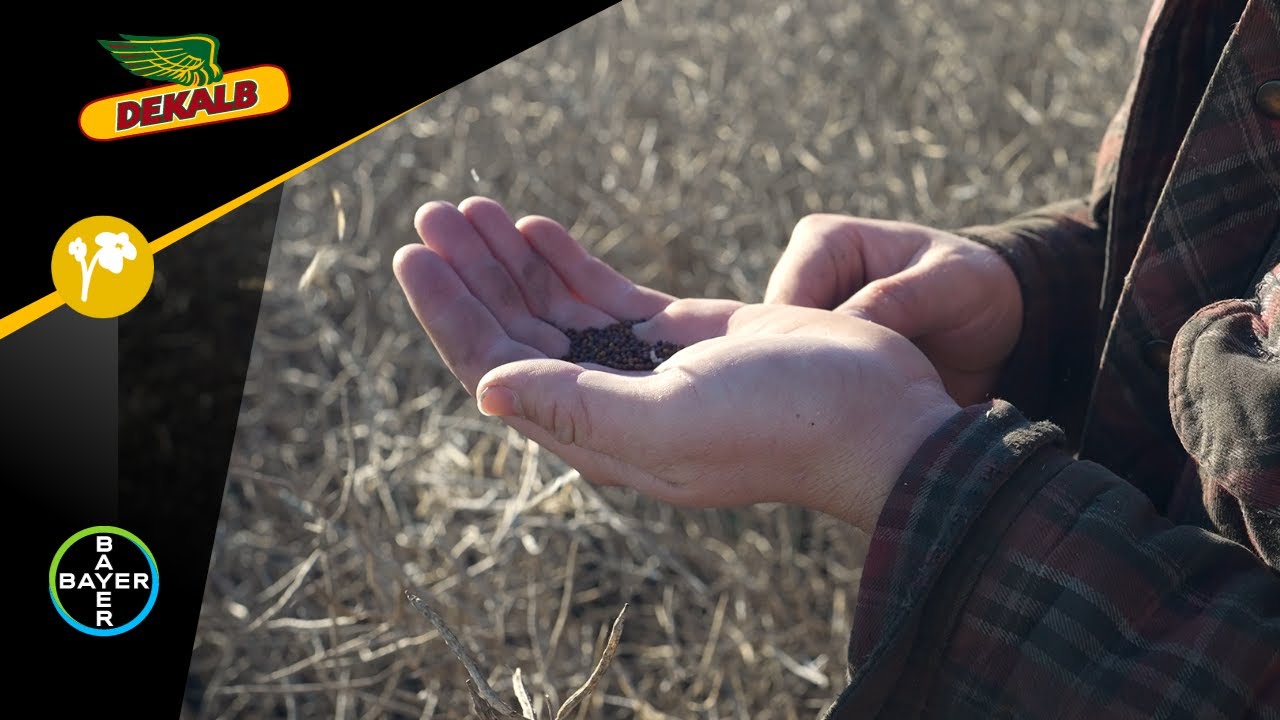 DEKALB Canola: DEKALB 400 Series Canola Harvest
