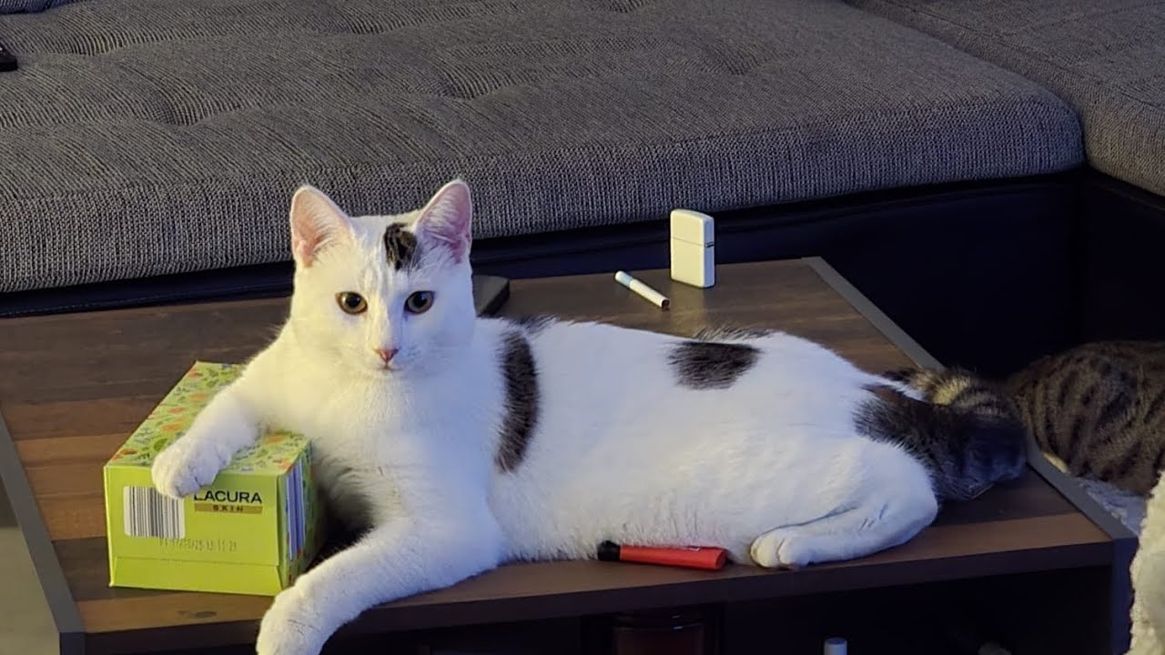 LIVE NOW: Azriel & Lucien Unleashed 🐾 | Real Cat Chaos in Real Time