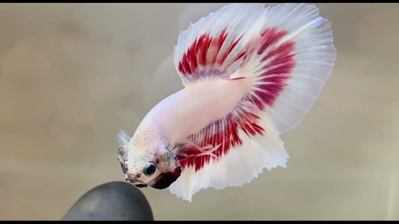 The Most Stunning Betta Fish You've Ever Seen #bettafish #bettafishfight #betta #fish