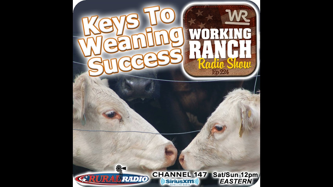 Ep 224: Keys To Successful Weaning w Dr. Ron Lemenager