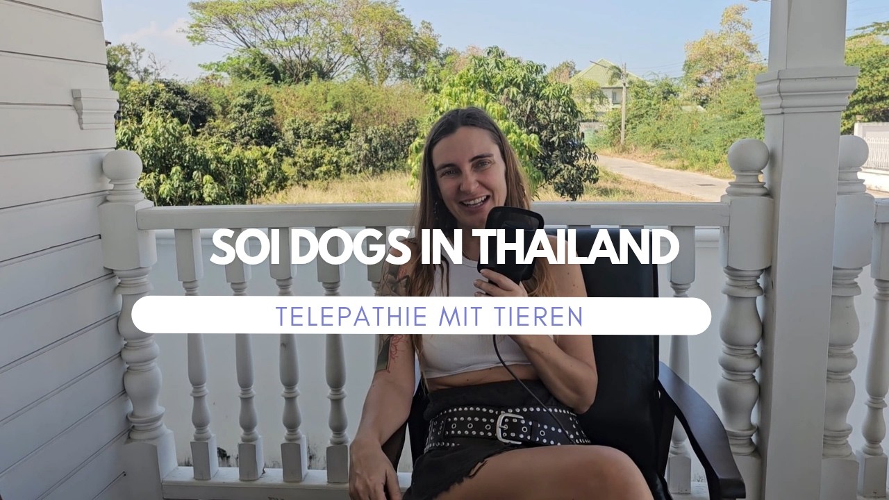 Soi Dogs - Straßenhunde in Thailand und unsere ersten Tage in Thailand