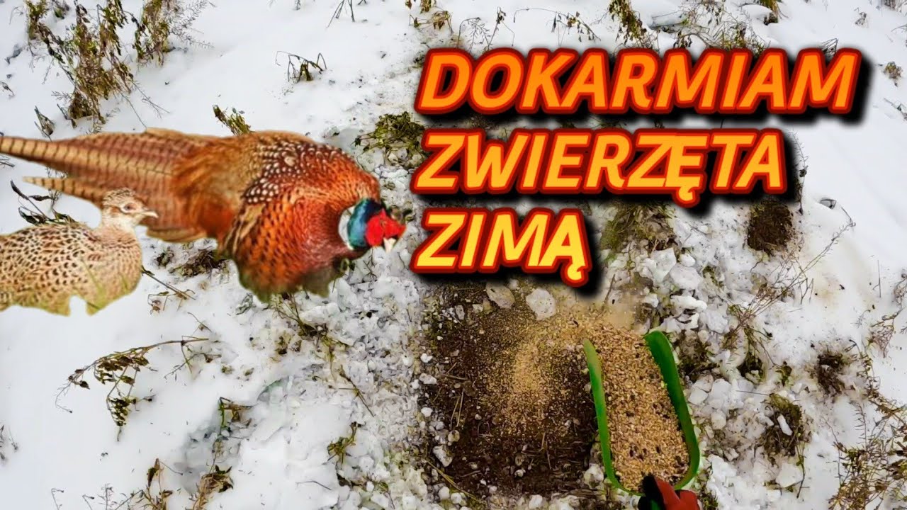 #chicken 🐓🐔🐓 Dokarmiam zwierzęta zimą, a Ty?