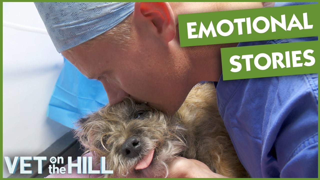 Most Emotional Pet Rescue Stories | Vet On The Hill