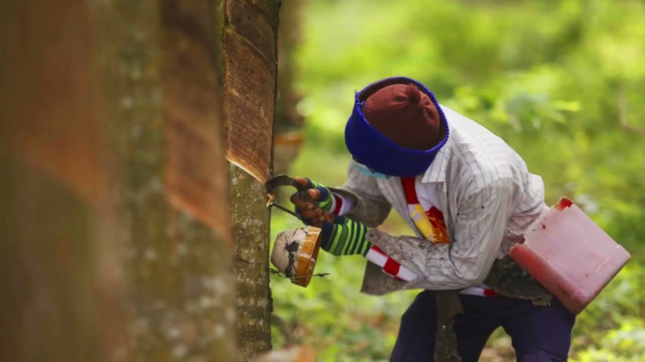 FSC and Rubber: Unlocking the Future of Sustainable Natural Rubber