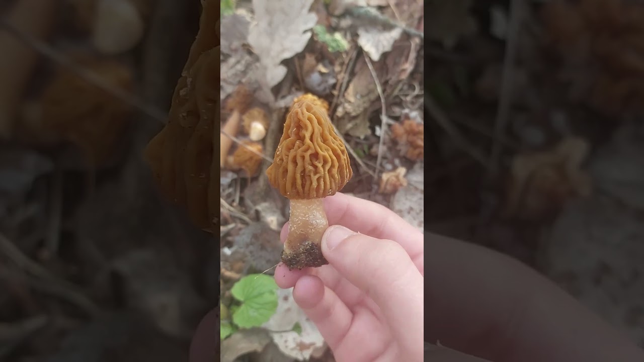 Как отличать сморчок от строчка? 