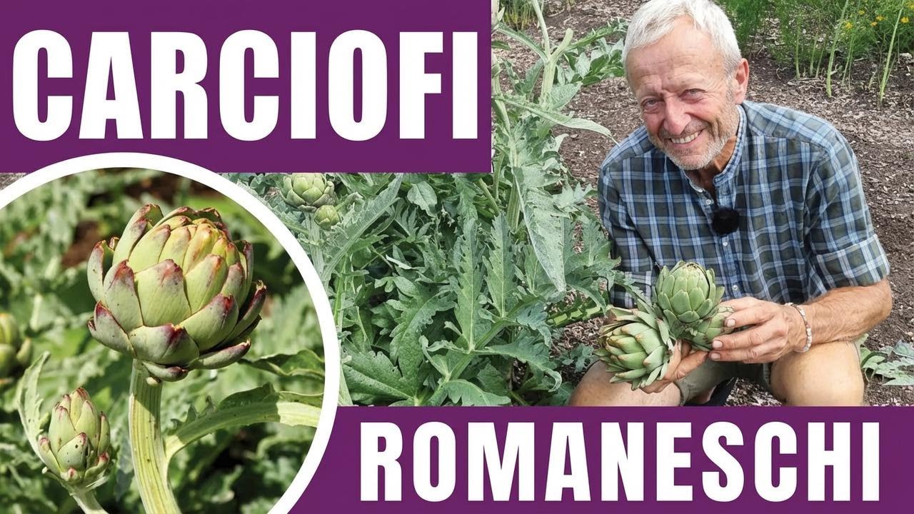 Come coltivare i carciofi dal seme con il metodo senza scavo