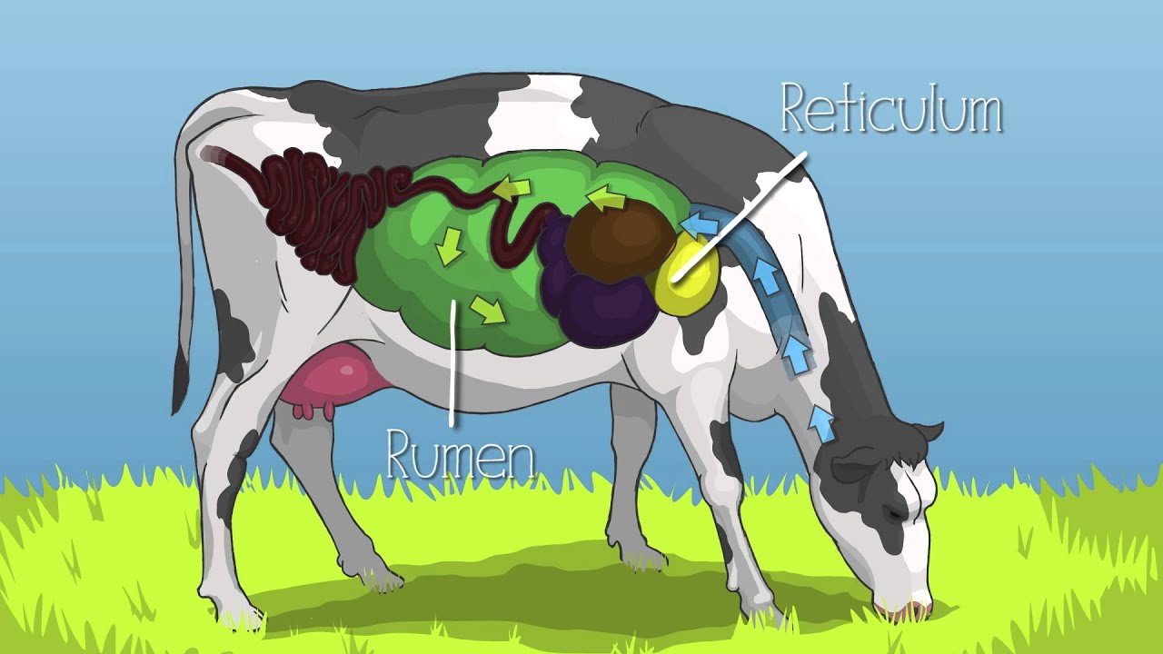 Mobile Dairy Classroom: Learn About Cattle Eating Habits and Cow Digestion, Grades 4-6