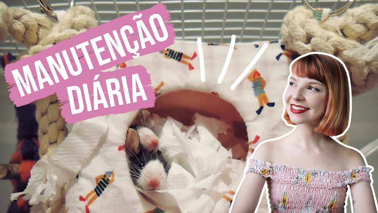 🐭 Limpeza e manutenção diária de camundongos / topolinos