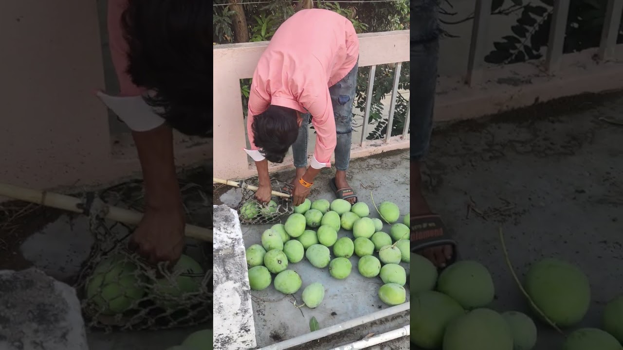 #mangoes #fruits #plucking #men #viral #trees