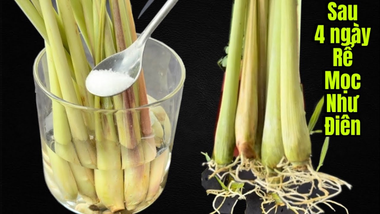 Chiêu Hút Tài Lộc Ngày Đầu Năm , Mẹo Nhỏ Này Giúp Cây Sả  Rể Mọc Như Điên Chỉ Sau 4 ngày 