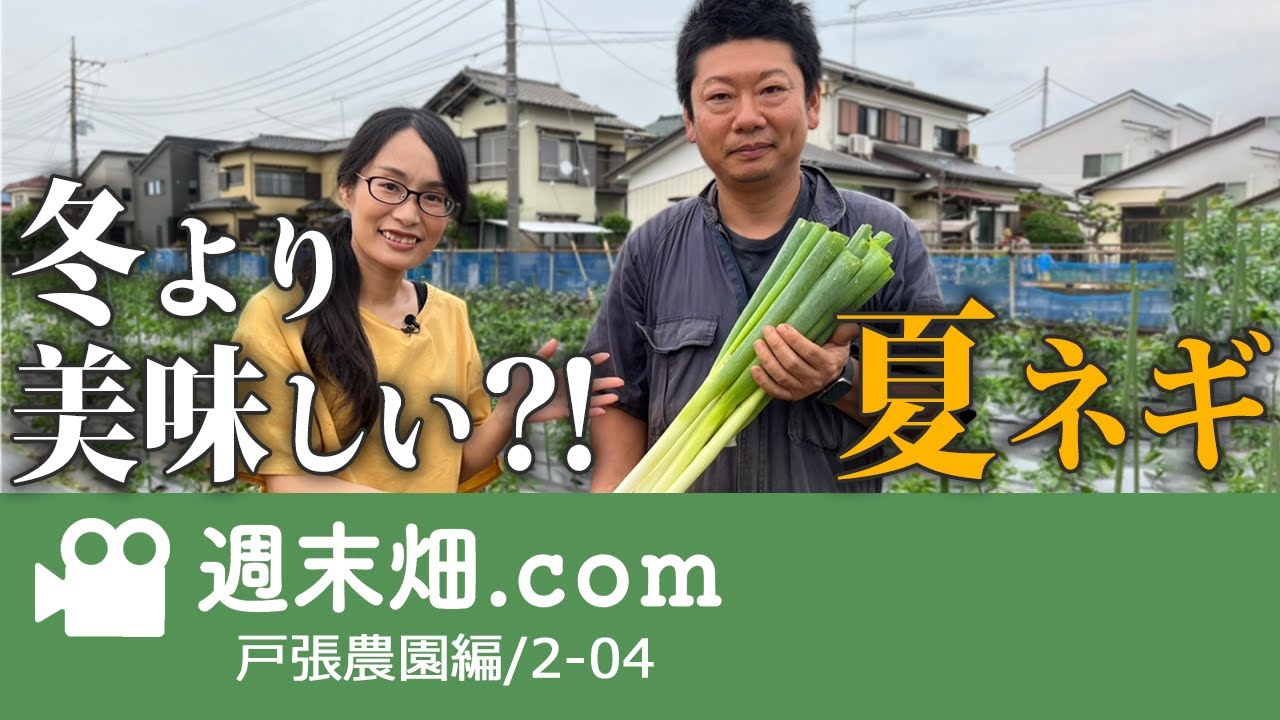 白身の長い美味しい夏ネギのつくりかた｜戸張農園04